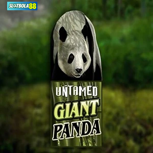 untamed giant panda